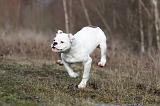 BOULEDOGUE AMERICAIN 018